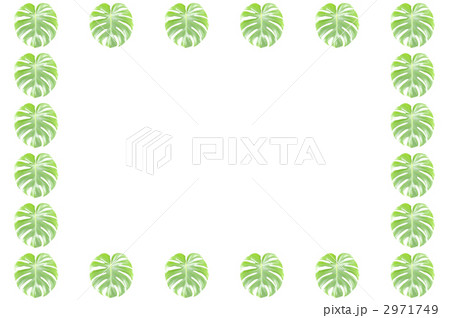 モンステラ 2971749