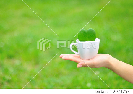 ホヤカーリー 2971758