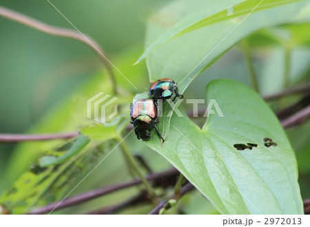 マメコガネ マメコガネ 2972013