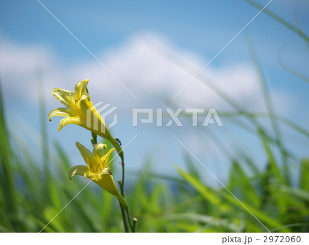 ユウスゲ ユウスゲ 2972060