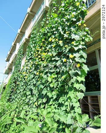 緑のカーテン 2972124