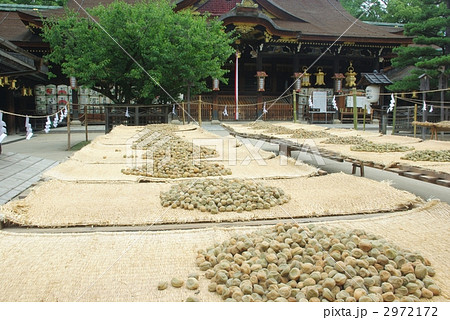 北野天満宮の大福梅 2972172