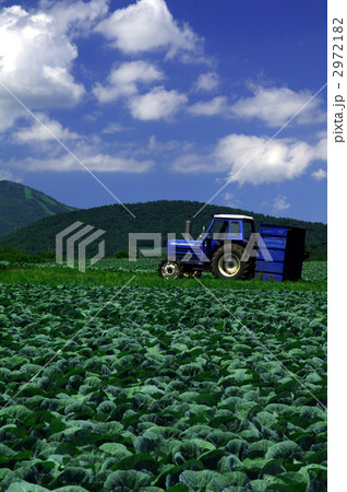 きゃべつ畑 2972182