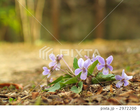 コスミレ 2972200