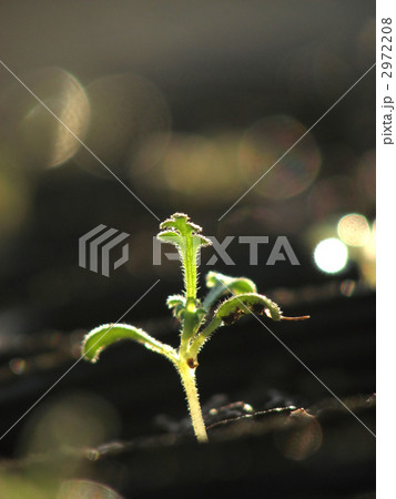 ネモフィラの幼苗 2972208