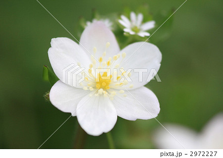 ニリンソウ 2972227