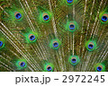 孔雀の羽 2972245