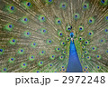インド孔雀 2972248