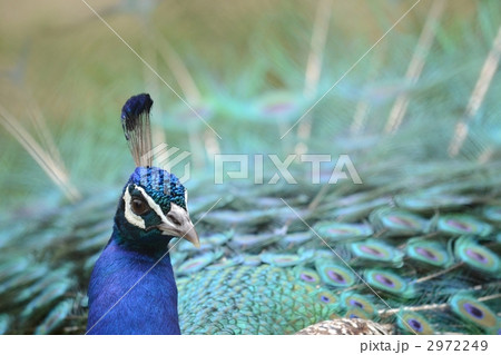 孔雀 孔雀 2972249