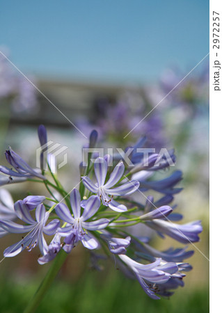 薄紫のアガパンサス 薄紫のアガパンサス 2972257