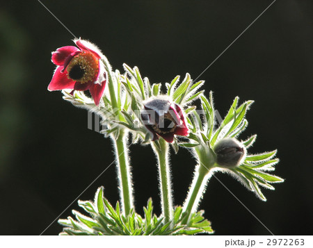 オキナグサ オキナグサ 2972263