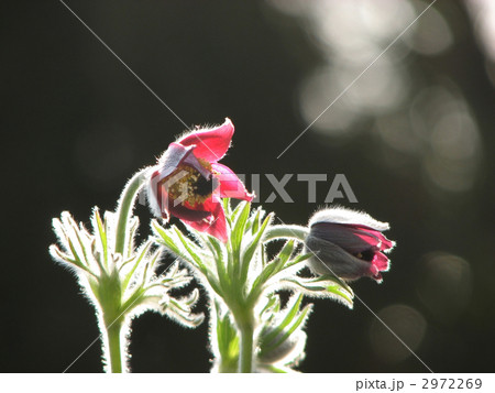 オキナグサ 2972269