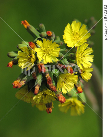 オニタビラコ 2972282