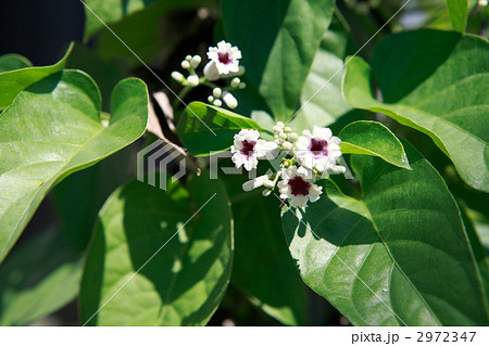 へくそかずら へくそかずら 2972347