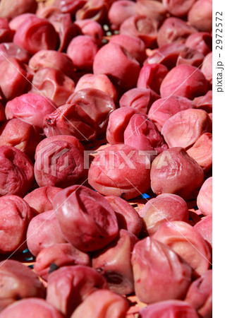 天日干し中の梅干 2972572