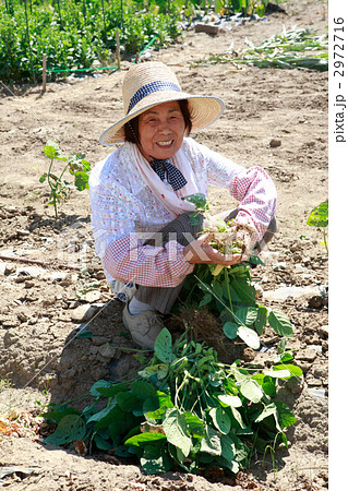 枝豆の収穫する笑顔のシニア女性 2972716