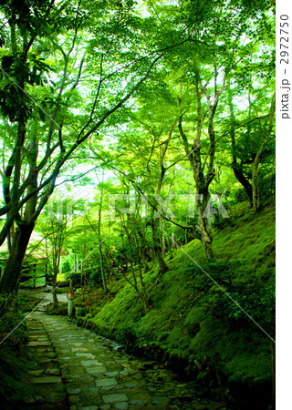 京都 嵯峨野 常寂光寺 緑 楓 石畳 門 参道 京都 嵯峨野 常寂光寺 緑 楓 石畳 門 参道 2972750