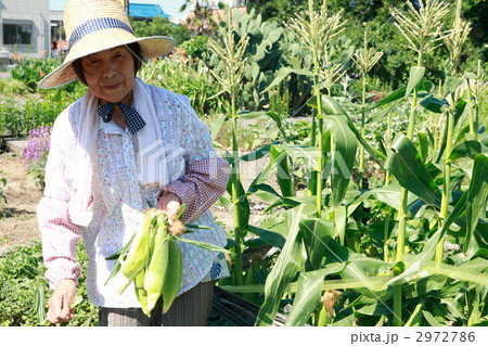 トウモロコシを持つシニア女性 2972786