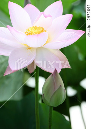 花蓮 花蓮 2972842