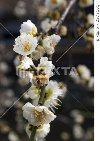 祇園白川 白梅 祇園白川 白梅 2973101