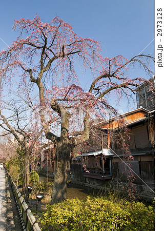 祇園白川 枝垂れ桜 祇園白川 枝垂れ桜 2973128