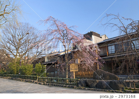 祇園白川 枝垂れ桜 祇園白川 枝垂れ桜 2973168