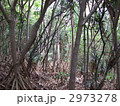 小笠原諸島　母島のたこの木の生えるジャングル 2973278