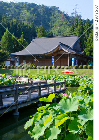 南条　花はす公園 2973507