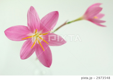 ゼフィランサス3 2973548