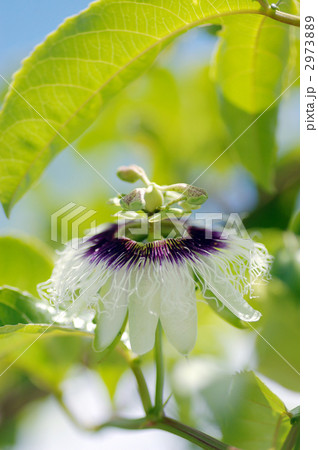 パッションフルーツの花 2973889