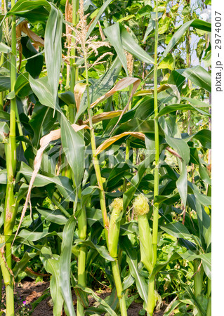 トウモロコシ 2974007