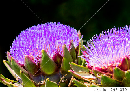 朝鮮アザミ 2974050