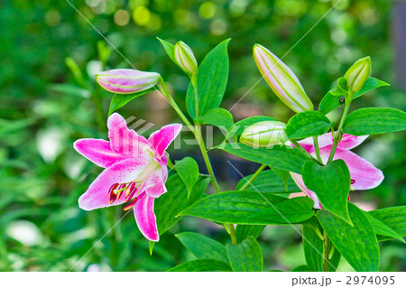 ユリの花 ユリの花 2974095