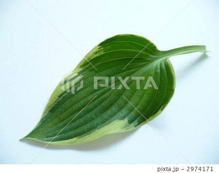 ギボウシの葉 2974171