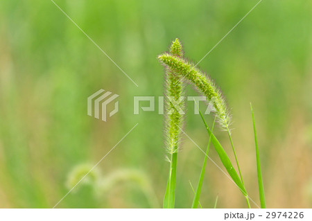 猫じゃらし 2974226