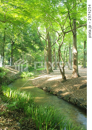 糺の森の小川 糺の森の小川 2974254