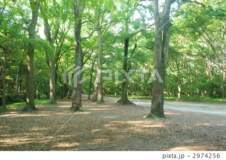 下鴨神社の糺の森 下鴨神社の糺の森 2974256