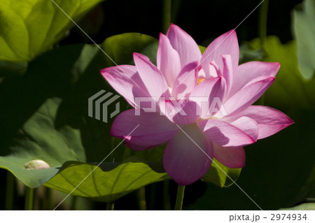 蓮の花 2974934