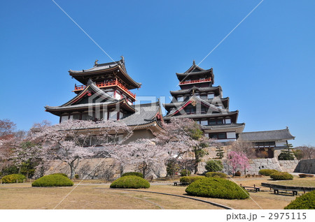 伏見桃山城～桜～ 2975115