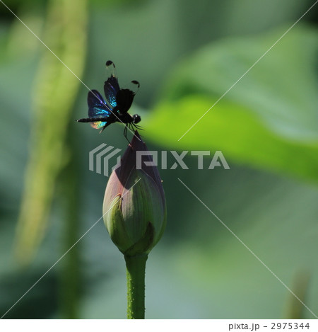 蓮の蕾と舞うチョウトンボ 2975344