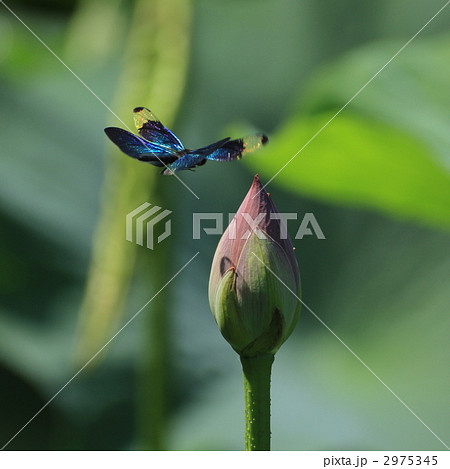 蓮の蕾と舞うチョウトンボ 2975345