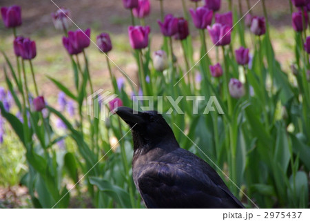 花を食べるカラスの写真素材