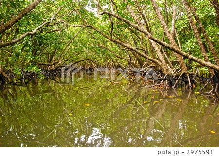 吹通川･マングローブの林（石垣島／沖縄県石垣市） 2975591