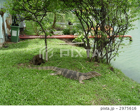 ルンピニー公園のオオトカゲ（バンコク／タイ） 2975616
