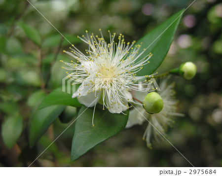 マートル マートル 2975684