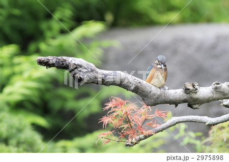 カワセミの幼鳥 カワセミの幼鳥 2975898