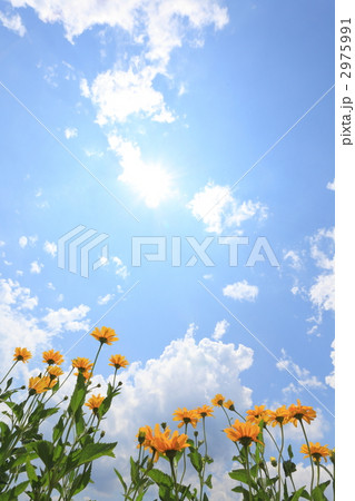 梅雨明けの太陽 梅雨明けの太陽 2975991