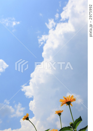 夏が来た 2975992