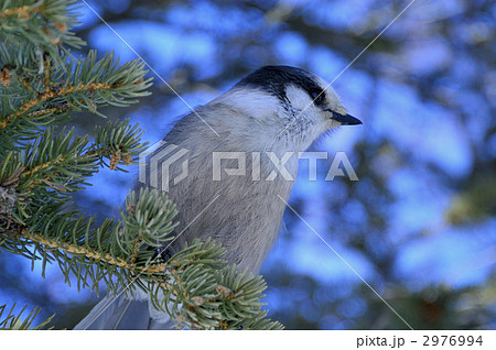 トウヒの小枝にとまるカナダカケス 2976994