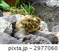 雷鳥の雛 2977060